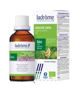 Scots pine - fresh organic plant extract